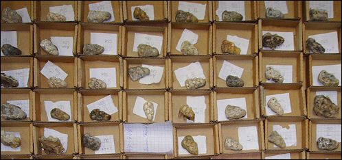 20120202-Fossil_teeth_of_Indonesian_pigs at HE site.JPG